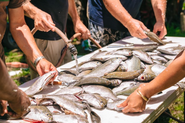Fish on a table being cleaned by hand