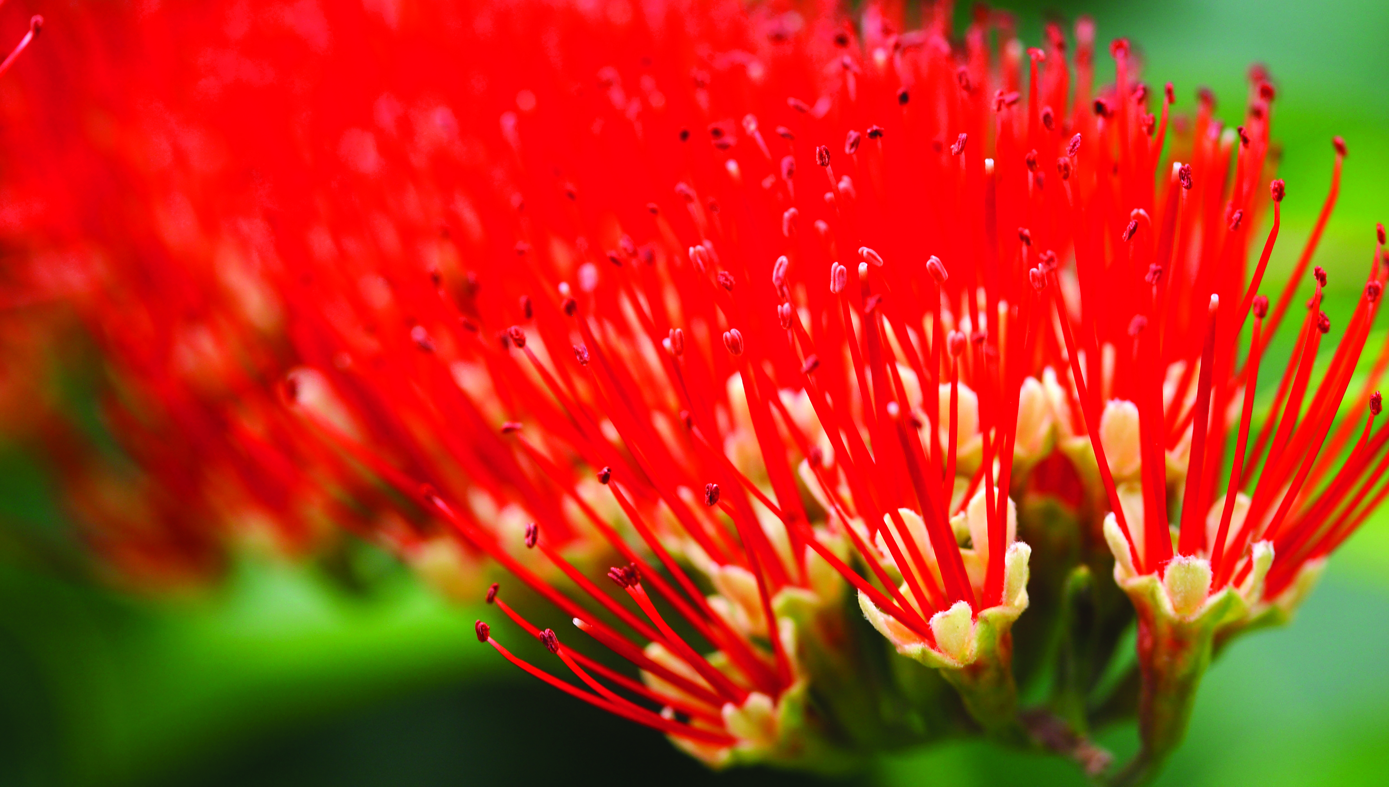 Invest in Hawai&lsquo;i&rsquo;s Support Systems for Collective Impact